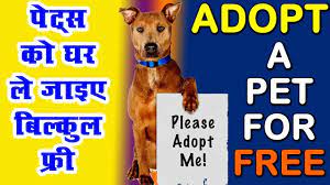 Check spelling or type a new query. Adopt A Puppy For Free In India How To Adopt A Dog In India Youtube