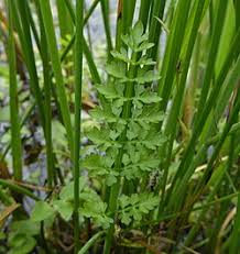 Image result for Oenanthe procumbens