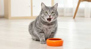 See our 2020 brand rating for earthborn holistic and analysis of 1,882 earthborn holistic reviews for 13 products in tv and pet supplies. Best Cat Food For Indoor Cats Top Tips And Reviews