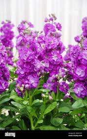 Image result for Matthiola