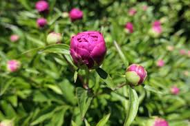 Fiori simili alle rose nome : Il Piccolo Giardino Di L Maggio 2020