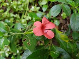 Image result for Coleotrype natalensis