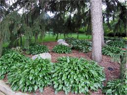 Gatsbys Gardens A Tale Four Gardens Part Two Various Planting Under Pine Trees Garden Design Tree Garden Design Trees To Plant Planting Shrubs
