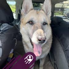 Hope this is allowed since it is considered art? I am adding a Lion cub to  my lioness and cub tattoo. Where should the new cub be placed? They  represent my children.