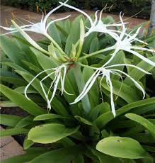 Image result for Crinum asiaticum