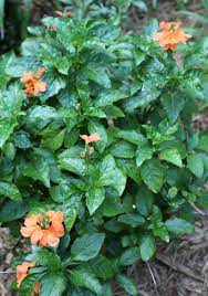 Native plants are often a good bet for the florida gardener. 12 Plants That Thrive In The Sun How To Make Your South Florida Flowerbed Beautiful Dengarden