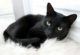 Black And White Tabby Cat Breeds Egyptian Mau Vs Russian Black White Or Tabby Cat Breeds Comparison Cute Black Cats Black Cat Crazy Cats