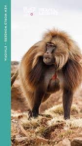 Things To Do In Ethiopia And Lalibela National Parks Bleeding Heart Baboon
