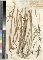 Image result for Echinochloa pyramidalis