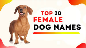 A dog should understand that the atmosphere is positive with only her alongside her owner. Female Dog Names 20 Of The Top Girl Dog Names With Meaning 2020 Youtube