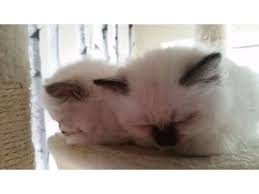 Birman Kittens For Sale Usa Two Beautiful Home Raised Birman Kittens For Adoption Birman Kittens Kitten Adoption Birman Kittens For Sale