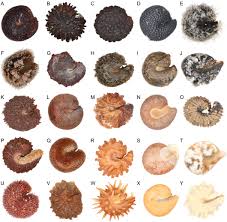 Image result for Cleome polyanthera