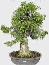 This one is destined to be a classic pyramidal style bc bonsai. Cool Bald Cypress Bonsai Tree Pink Wool