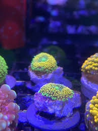 New york wtb bounce mushroom wanted. Corlas For Sale Nj Reef Club