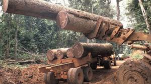 Fr les grumes transportées du parc à grumes jusqu'à l'usine de transformation primaire du bois ou jusqu'au négociant en bois enregistré, y compris via des parcs à grumes intermédiaires, sont accompagnées de documents de transport et de leurs pièces jointes en cours de validité. Bassin Du Congo Interdiction D Exporter Le Bois En Grumes Des Janvier 2022 Pan Eco