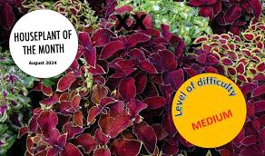 Image result for Coleus gracillimus