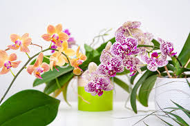 How to care for orchids when flowers die. Orchid Care How To Look After Orchids
