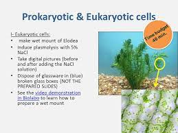 Check spelling or type a new query. Is Elodea Eukaryotic Or Prokaryotic