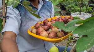 Konsumsi buah delima secara rutin dapat membantu meningkatkan proses regenerasi kulit untuk mempercepat penyembuhan luka dan mengatasi masalah penuaan dini. Manfaat Buah Tin Obati Diabetes Dan Jaga Kesehatan Rambut Kulit Tirto Id