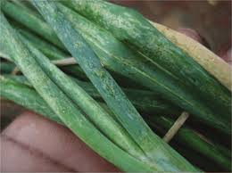 Image result for Onion Thrips