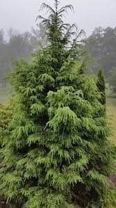 Hemlock Trees Landscape Boarders Trees To Plant Garden Shrubs
