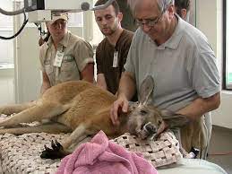 They diagnose the problem and its severity by analyzing animal's behavior. Meet Zoo Veterinarians Vet Set Go