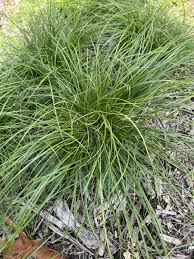 Image result for Carex