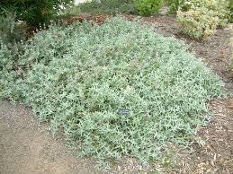 Image result for Salvia stenophylla