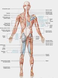 Us 5 56 36 Off Human Body Anatomical Chart Muscular System Campus Knowledge Biology Classroom Wall Painting Fabric Poster 17x13