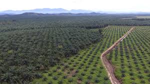 Find the latest fgv (5222.kl) stock quote, history, news and other vital information to help you with your stock trading and investing. F Should Mean Food Malaysia S Fgv Looks Beyond Palm Oil Nikkei Asia