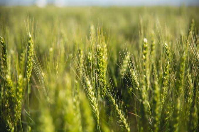 Trigo: logró cuadruplicar el rinde promedio nacional en Otamendi - Expoagro - Edición YPF Agro