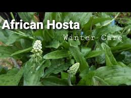 Hosta care, summer garden, outdoor ideas, perennials, landscaping, gardening, flowers, garden. How To Take Care Of African Hosta In Winter Urdu Hindi Youtube