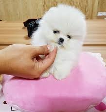 Where can i get a free puppy near me. Teacup Pomeranian Puppies For Sale Near Me Free Novocom Top