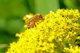 Bees love buckwheat flowers but thrive with variety. Recapping A Great Presentation On Pollinators Exploring Michigan Bees Wasps And Bee Wannabes Natural Areas Notebook