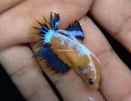 Tropical Fish Healthy Gy Fancy Dragon Halfmoon Female Ready To Breed Betta Fish Betta Pet Fish