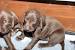 Liver Solid German Shorthaired Pointer