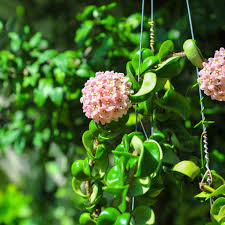 Image result for hoya plant flower