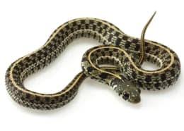 In north america, you are most likely to encounter gopher snakes, pine snakes, corn snakes, king snakes, water snakes, hognosed snakes, rat snakes, garter snakes, etc., in your garden. Garter And Water Snakes Care Sheet Petco