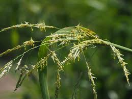 Image result for Sorghum arundinaceum