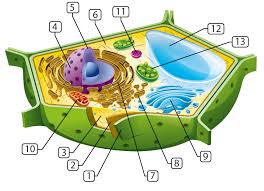 Other organelles include the nucleus and the mitochondria. Plant Cell Structures And Functions Let S Talk Science