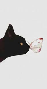 300 Cat Phone Wallpaper Ideas Cute Wallpapers Cat Phone Wallpaper Cat Wallpaper