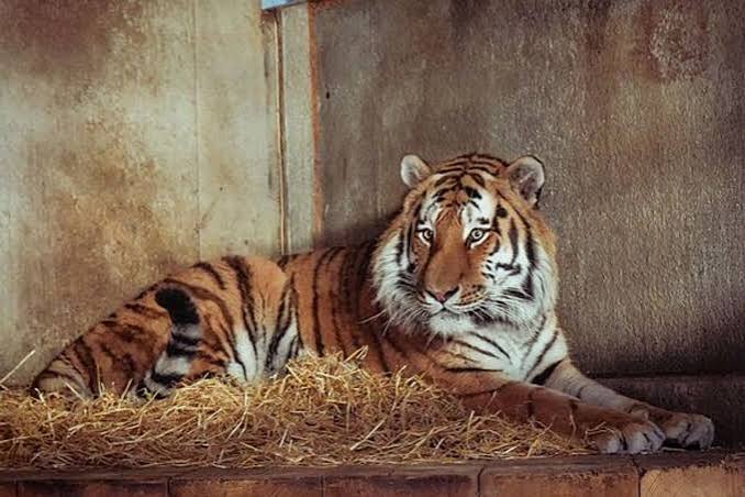 Woman who took last photo of man with tiger says 'he was so happy' as she fights tears - AOL