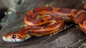 Frozen bait that is thawed for feeding time is much more highly recommended. How To Take Care Of A Corn Snake Pet Snakes Youtube