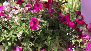 How To Revive Petunias Grow Guru Youtube