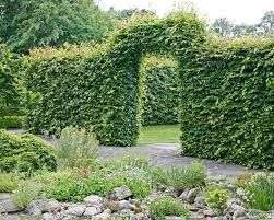 Hainbuchen Und Hainbuchenhecken Pflanzen Und Pflegen Mein Schoner Garten