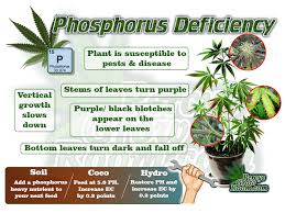 Diagnose A Cannabis Plant Problem Percys Grow Room Sign Up Today