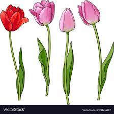 Hand Drawn Set Of Side View Red Pink Tulip Flower Vector Image Drawn Flower Hand Image Pink Red Set Side Tulip Tulips Art Tulips Flowers Tulip Painting