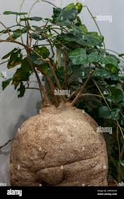 Image result for Pyrenacantha