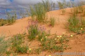 Image result for Hermbstaedtia fleckii