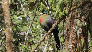 The restaurant also offers ugandan food and is cooked in. Rwenzori Turaco Youtube